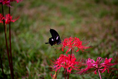 曼殊沙華