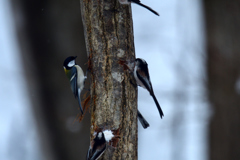 冬の野鳥レストラン