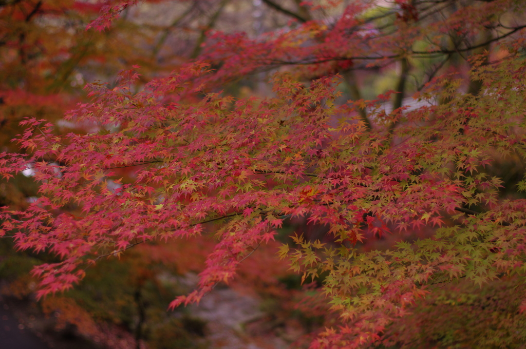 紅葉