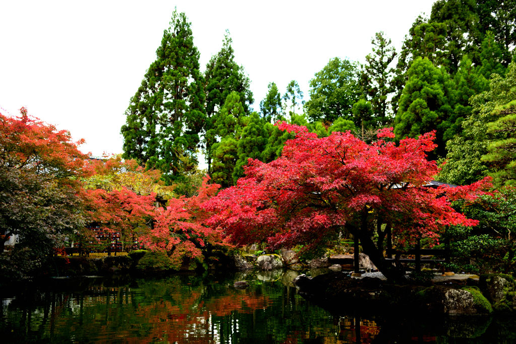 紅葉狩り