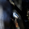 野鳥のレストラン