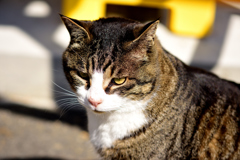猫