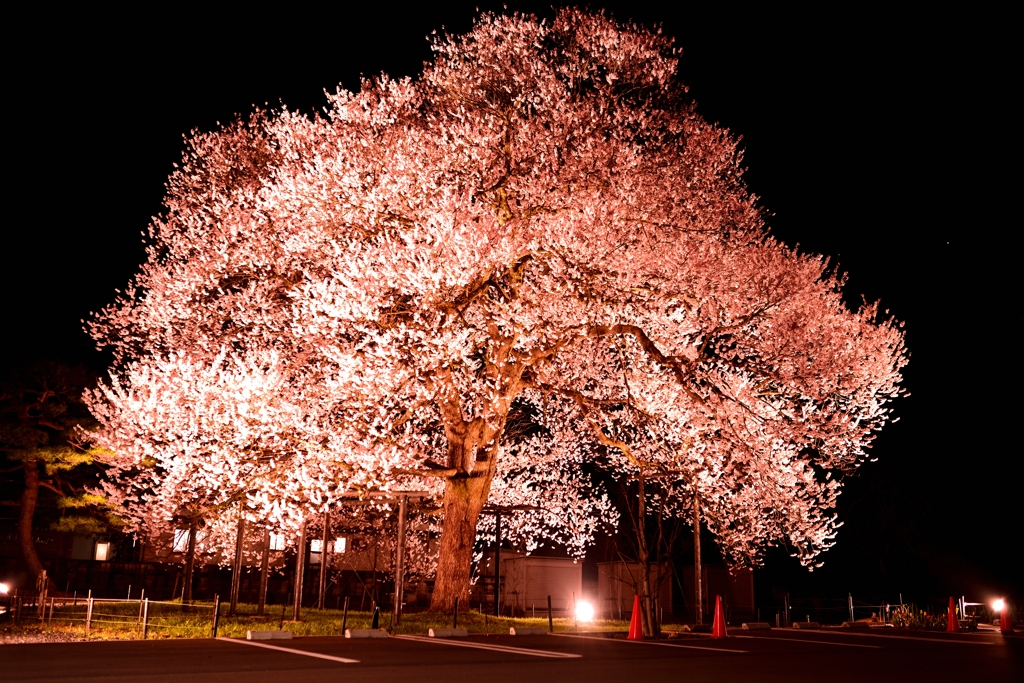 一本桜