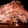 一本桜