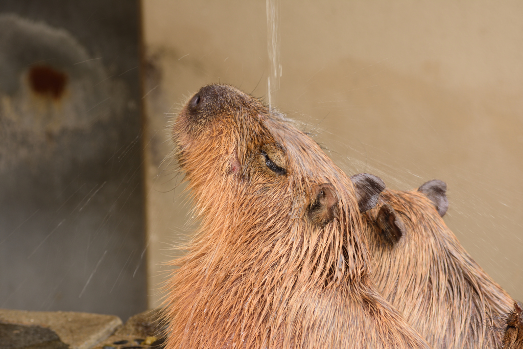 いしかわ動物園