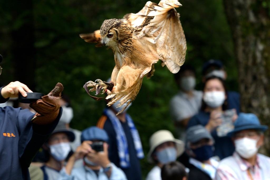 鷹匠デモンストレーション