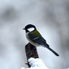 野鳥のレストラン