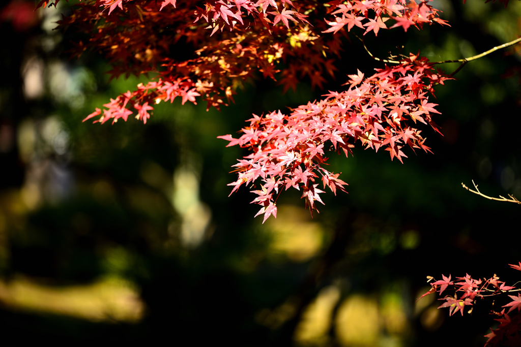 紅葉