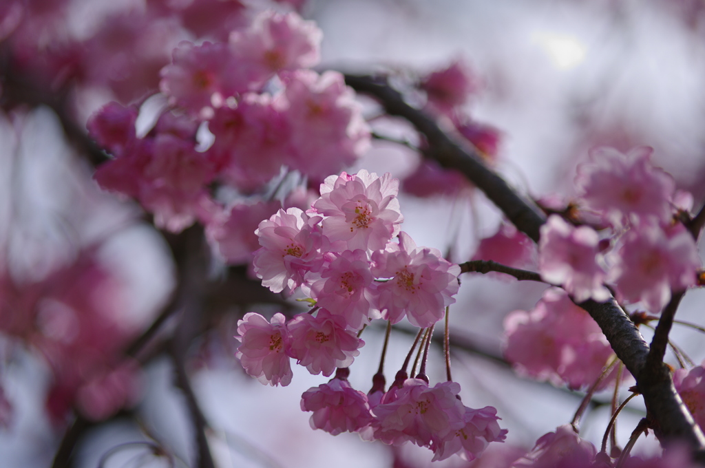 2015桜③