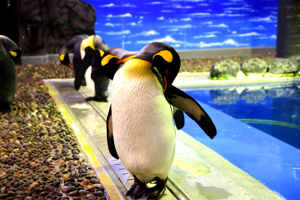 松島水族館