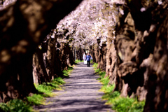 足羽川桜並木