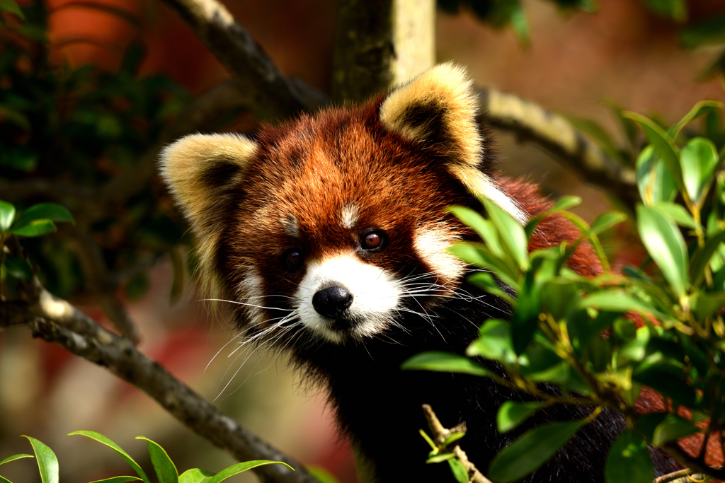 西山動物園