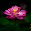 花はす公園