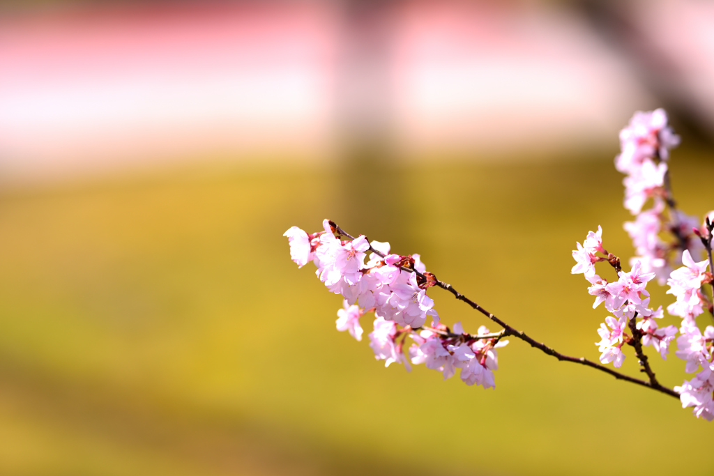 桜