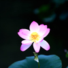 花はす公園