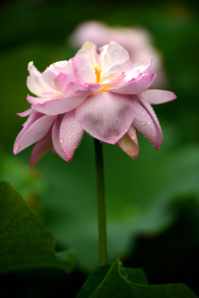 花はす公園