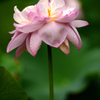 花はす公園