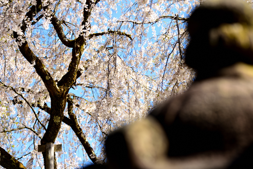 足羽山枝垂れ桜