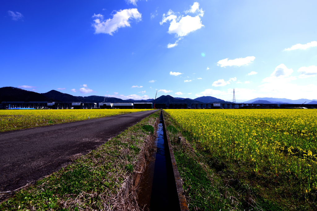 菜の花のある風景