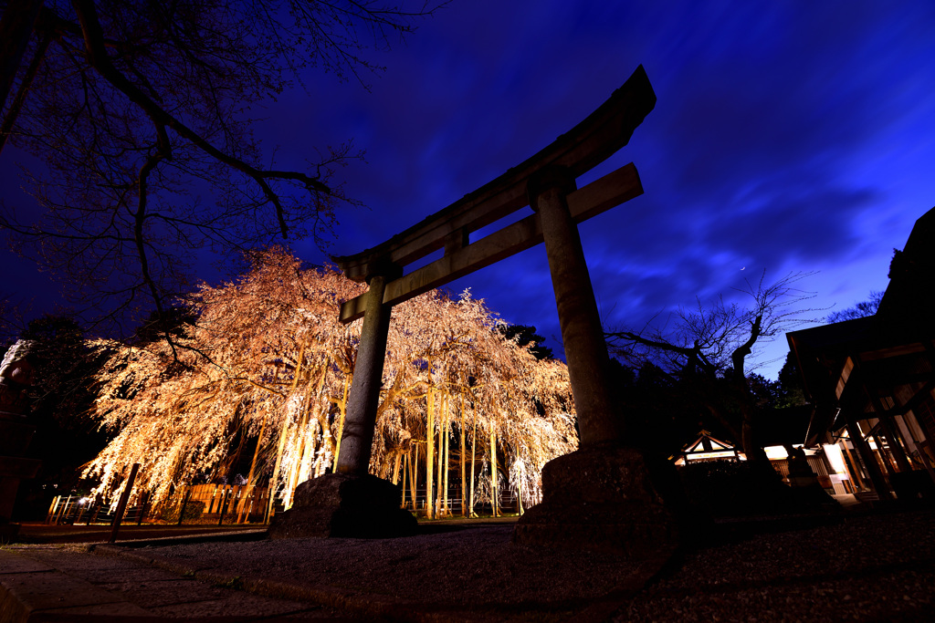 鳥居と枝垂れ桜