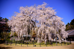 足羽山枝垂れ桜