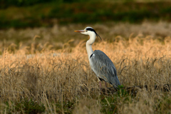 鳥撮り
