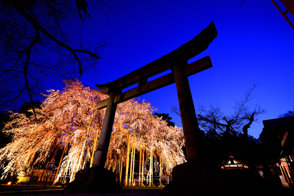 しだれ桜