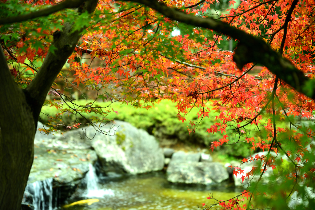 紅葉