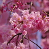 桜　2017　②