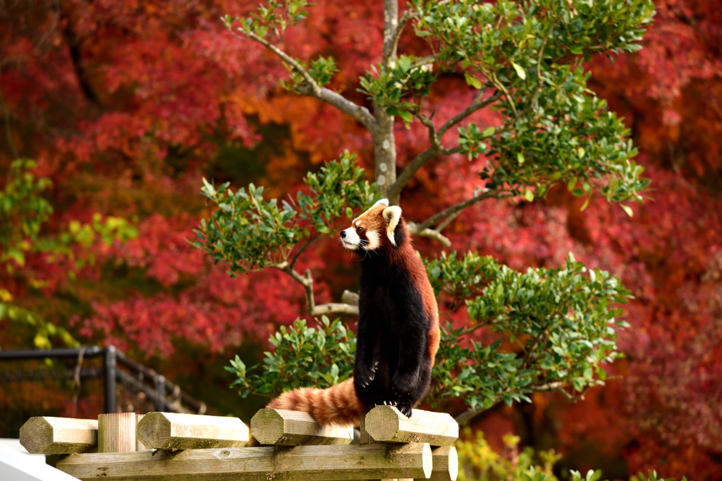 西山公園