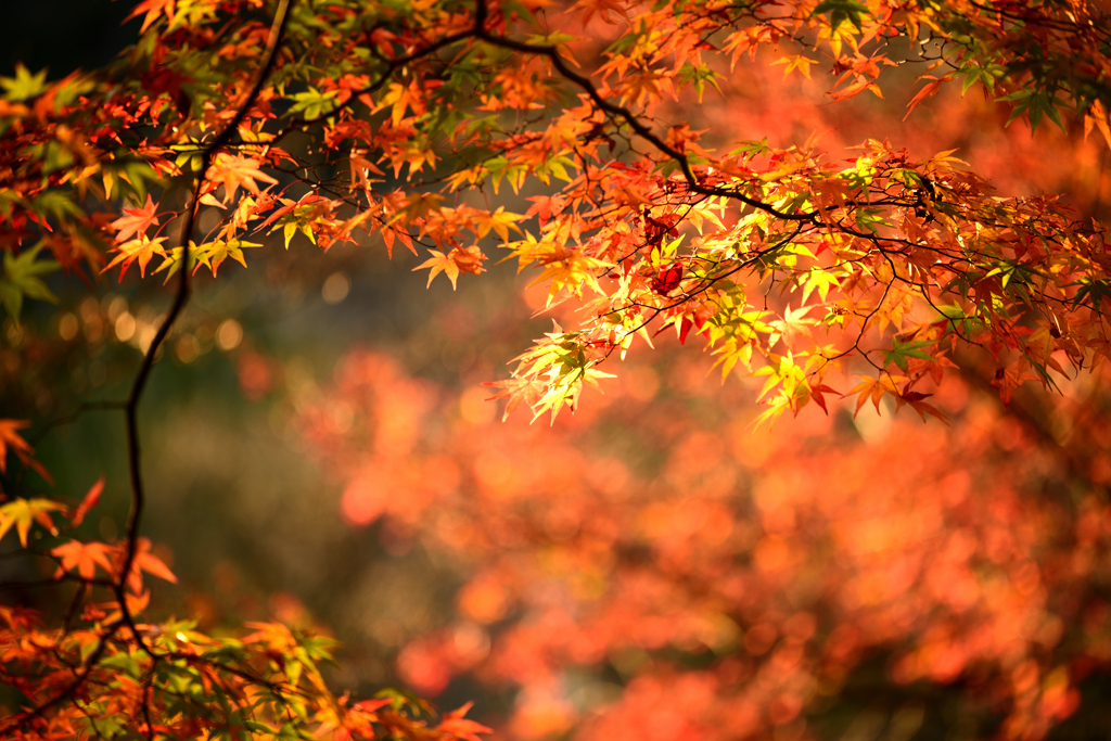 西山公園