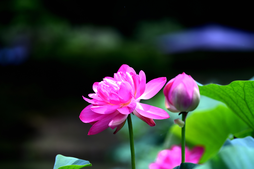 花はす公園
