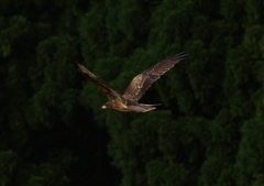 鳥撮り