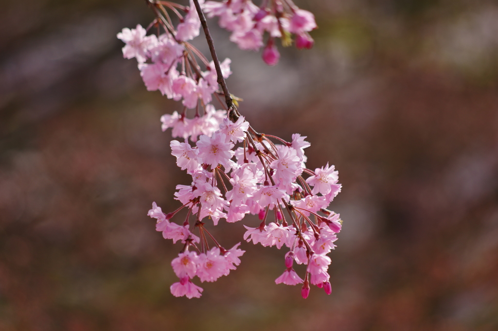 桜　２０１７　③