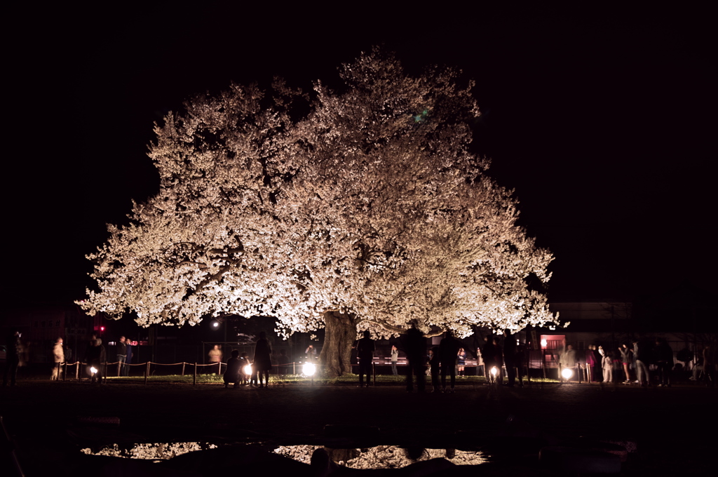 夜桜