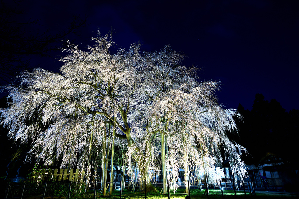 枝垂れ桜