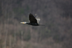 鳥撮り