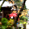 紅葉