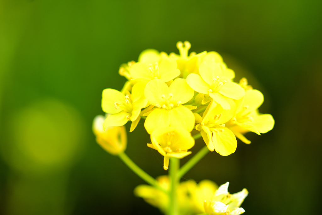 菜の花