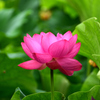 花はす公園