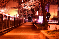夜桜