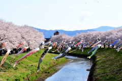 桜ｘ鯉のぼり