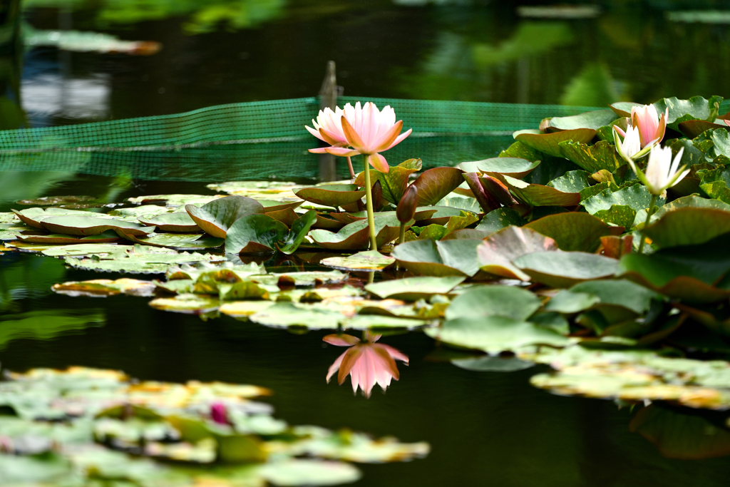 南越前町 花はす公園