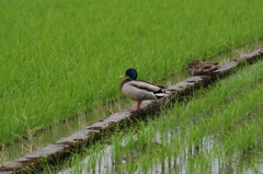 近所の水田にて