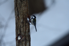 冬の野鳥レストラン