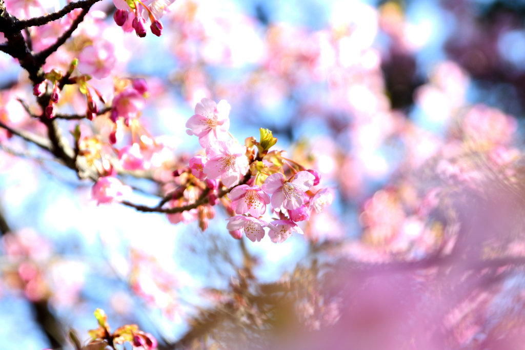 河津桜