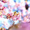 河津桜