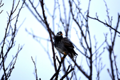 鳥撮り
