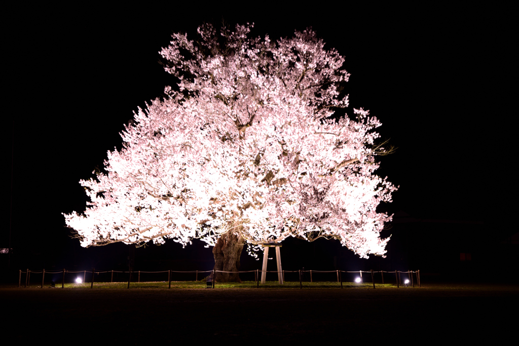 一本桜