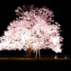 一本桜